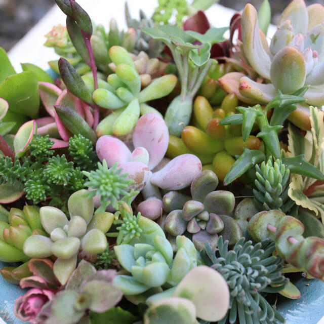 多肉植物　ちまちま寄せ植えにぴったり　カラフルなカット苗&抜き苗セット ハンドメイドのフラワー/ガーデン(その他)の商品写真