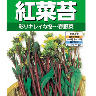 野菜種 紅菜苔 彩リキレイな冬～春野菜種 30粒(野菜)