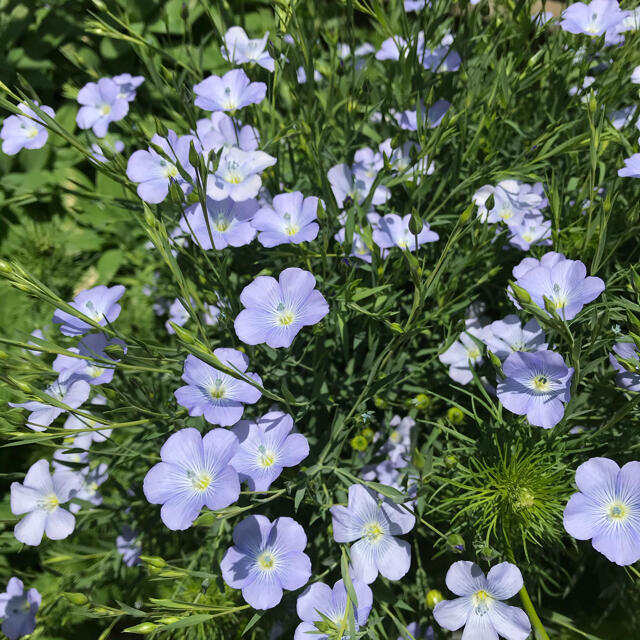 花の種【シレネホワイトキャンピオン・シレネガリカ・宿根アマ・千鳥草】各100粒 ハンドメイドのフラワー/ガーデン(その他)の商品写真