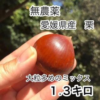 愛媛県　栗　無農薬(野菜)