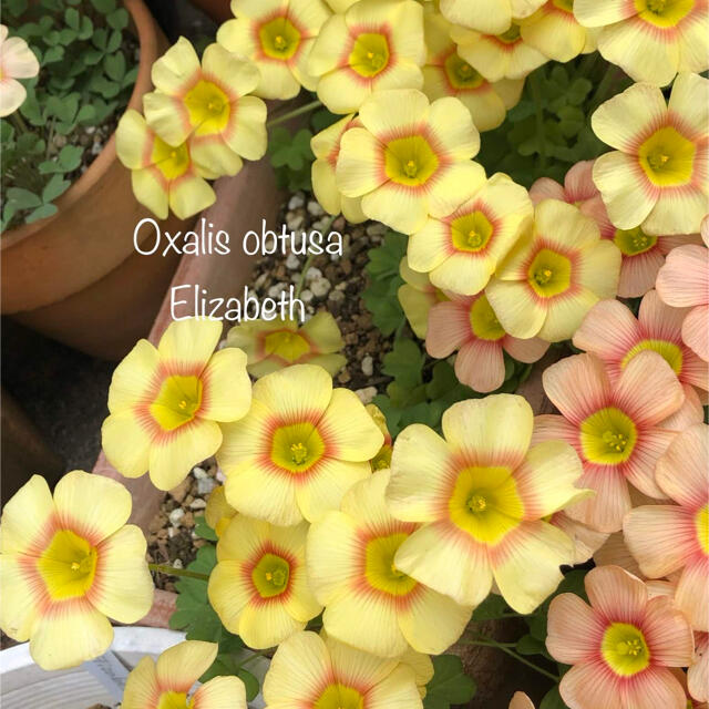 オキザリス Oxalis obtusa Elizabeth 球根 ① ハンドメイドのフラワー/ガーデン(その他)の商品写真