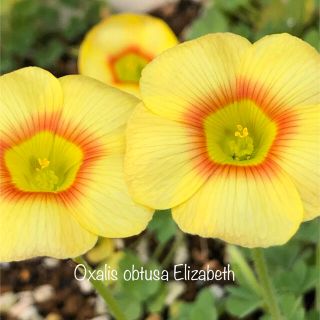 オキザリス Oxalis obtusa Elizabeth 球根 ①(その他)