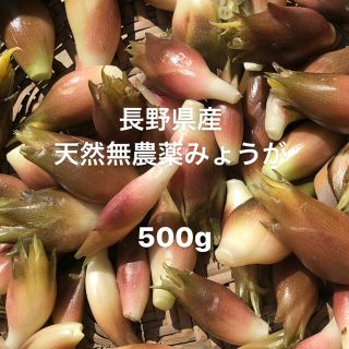 長野県産　無農薬　みょうが　500グラム(野菜)