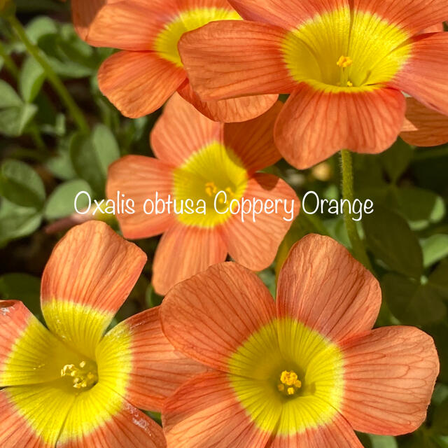 オキザリス Oxalis obtusa Coppery Orange 球根 ハンドメイドのフラワー/ガーデン(その他)の商品写真