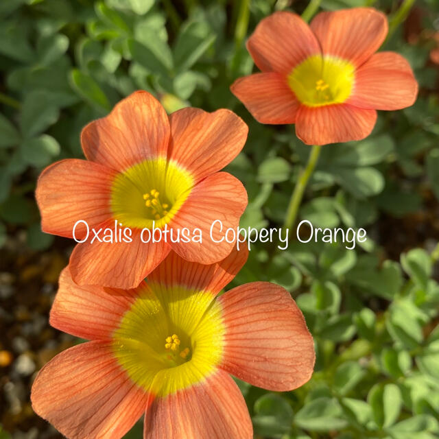 オキザリス Oxalis obtusa Coppery Orange 球根 ハンドメイドのフラワー/ガーデン(その他)の商品写真