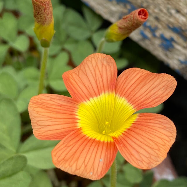 オキザリス Oxalis obtusa Coppery Orange 球根 ハンドメイドのフラワー/ガーデン(その他)の商品写真