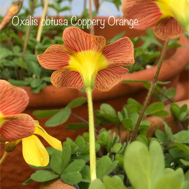 オキザリス Oxalis obtusa Coppery Orange 球根 ハンドメイドのフラワー/ガーデン(その他)の商品写真