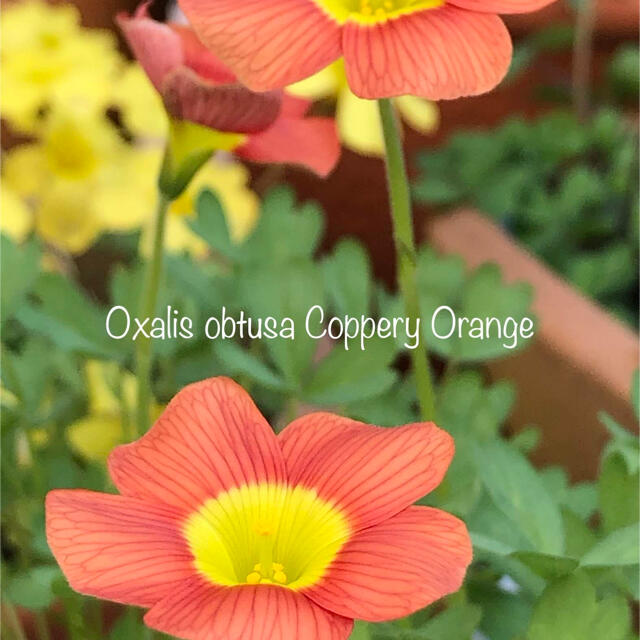 オキザリス Oxalis obtusa Coppery Orange 球根 ハンドメイドのフラワー/ガーデン(その他)の商品写真