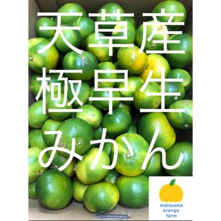 極早生　家庭用　10kg (フルーツ)