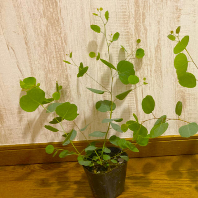 観葉植物　ユーカリ　ポポラス　苗 ハンドメイドのフラワー/ガーデン(プランター)の商品写真