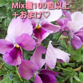 パープル～イエロー系　ビオラ　パンジー　種　100粒以上(その他)