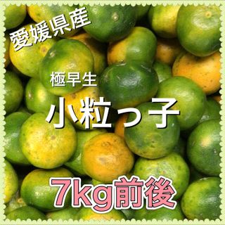 92601 愛媛県産 訳あり 極早生 小粒っ子 7kg前後 みかん 蜜柑(フルーツ)