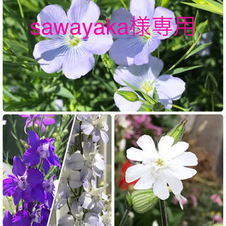 sawayaka様専用　花の種【宿根アマ　シレネホワイトキャンピオン　千鳥草】(その他)