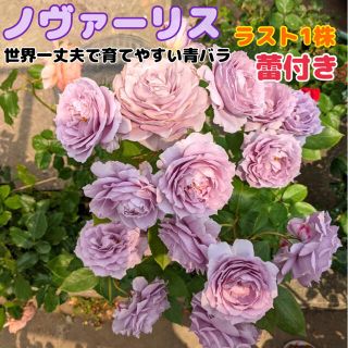 青薔薇★香り薔薇★ノヴァーリス★挿し木苗★バラ★強健★初心者向け(その他)