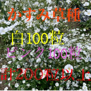 かすみ草種 白100粒+ピンク100粒+α(プランター)