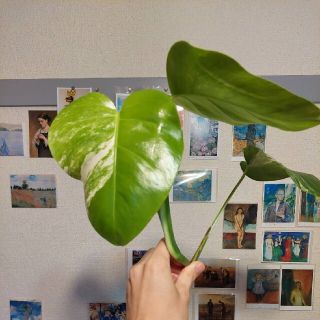 斑入りモンステラボルキシアナ　カット苗(その他)