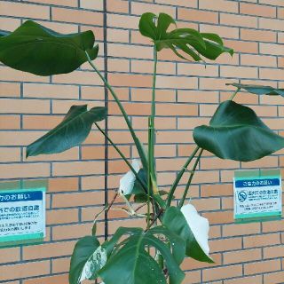 元斑入りモンステラ　ボルキシアナ　カット苗(その他)