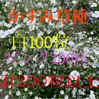 かすみ草種 白100+ピンク100+α 計200粒以上(プランター)