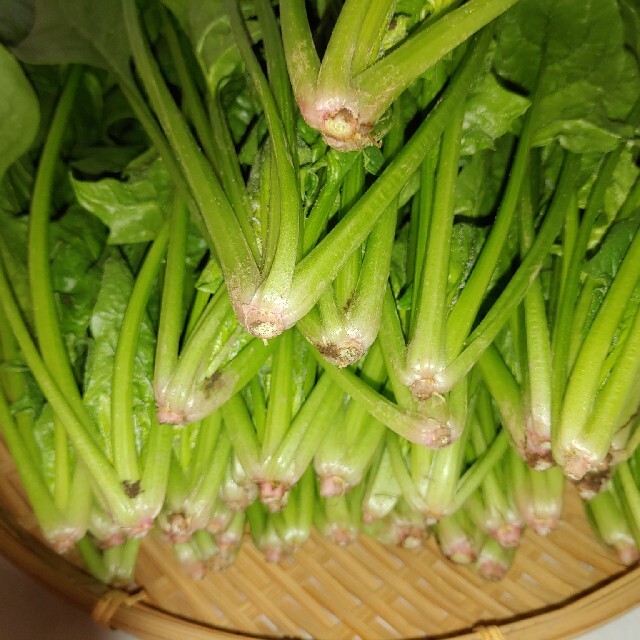 茨城の無農薬ほうれん草1kg 食品/飲料/酒の食品(野菜)の商品写真