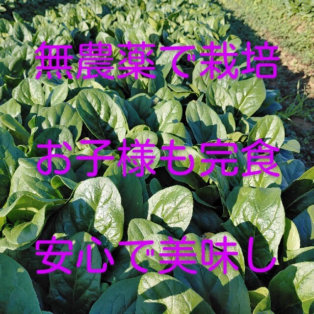 茨城の無農薬ほうれん草1kg 食品/飲料/酒の食品(野菜)の商品写真