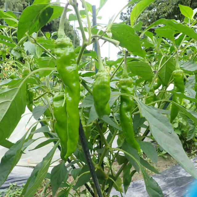 無農薬　秋野菜　コンパクト　詰め合わせ　採りたてセット 食品/飲料/酒の食品(野菜)の商品写真