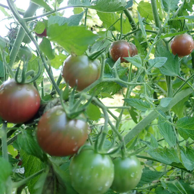 無農薬　秋野菜　コンパクト　詰め合わせ　採りたてセット 食品/飲料/酒の食品(野菜)の商品写真