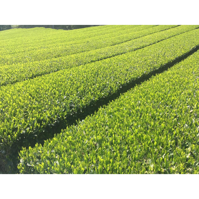 中尾農園　大和茶　玄米茶　100g 奈良県産 食品/飲料/酒の飲料(茶)の商品写真