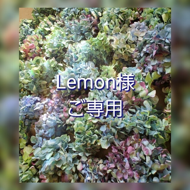 Lemon様ご専用♡秋色紫陽花ドライフラワー - www.yakamapower.com