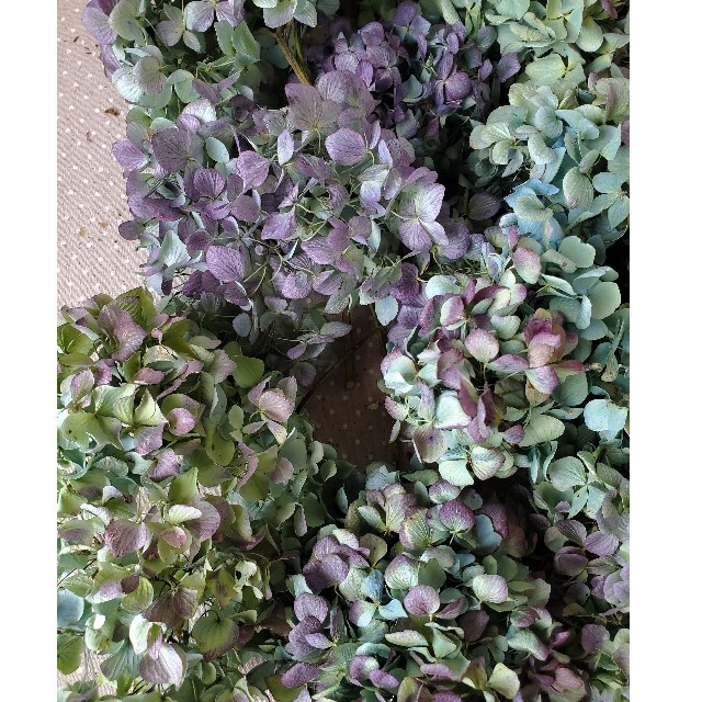 ranran様ご専用♡秋色紫陽花ドライフラワー ハンドメイドのフラワー/ガーデン(ドライフラワー)の商品写真