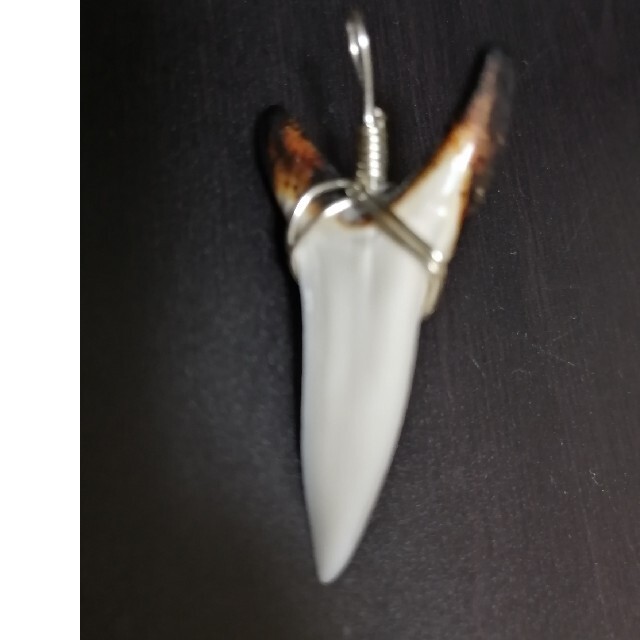 ☆専用☆ネックレス　チャーム　サメの歯 ハンドメイドのアクセサリー(チャーム)の商品写真