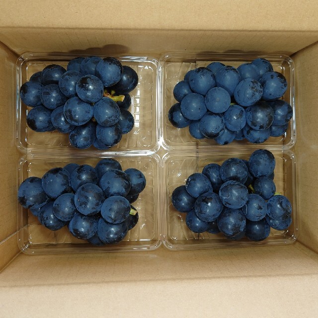 農家直送 ナガノパープル 4パックセット (350g×4個) 長野県産　 食品/飲料/酒の食品(フルーツ)の商品写真