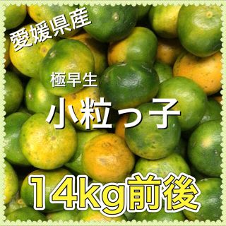 92701 愛媛県産 訳あり 極早生小粒みかん 14kg前後 蜜柑(フルーツ)