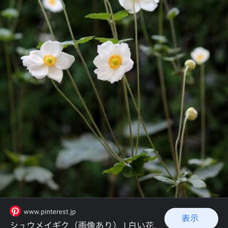 秋明菊(白花一重咲き)の苗  3株(プランター)