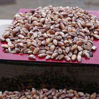 紫もち麦１kg(ダイシモチ) 令和３年５月２３日収穫 食べやすい八分精麦(米/穀物)