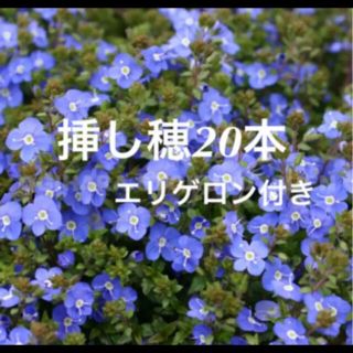 本日のみ‼️ベロニカ オックスフォードブルー挿し穂20本‼️エリゲロン  付き！(その他)