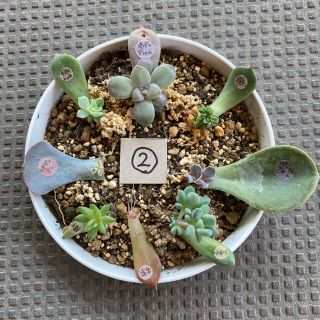 多肉植物 発芽発根済み.:*葉挿しっ子セット②の通販 by lovemumu's ...