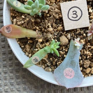 ビーナス(ヴィーナス) 葉挿し 発芽済み！ 多肉植物