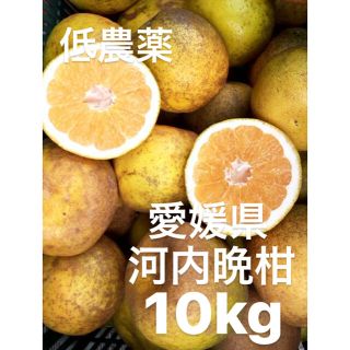 愛媛県　低農薬　宇和ゴールド　河内晩柑　10kg(フルーツ)