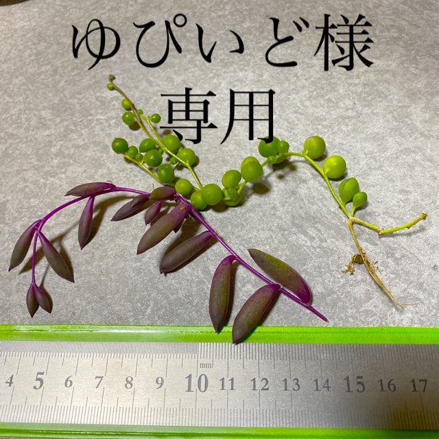 多肉植物◎抜き苗◎カット苗 ハンドメイドのフラワー/ガーデン(その他)の商品写真