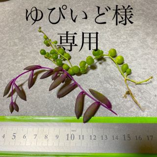 多肉植物◎抜き苗◎カット苗(その他)