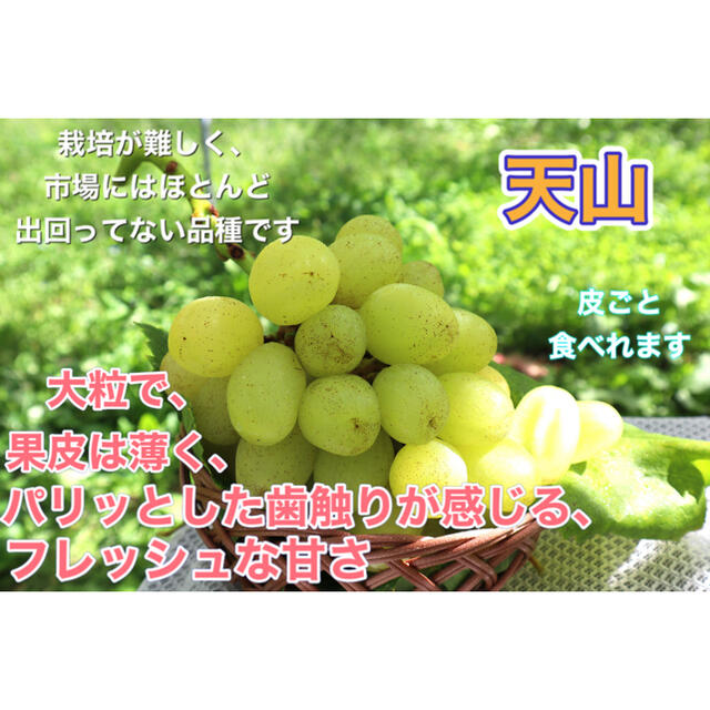 天山　家庭用　３キロ　長野県産　減農薬　珍しい！ 食品/飲料/酒の食品(フルーツ)の商品写真