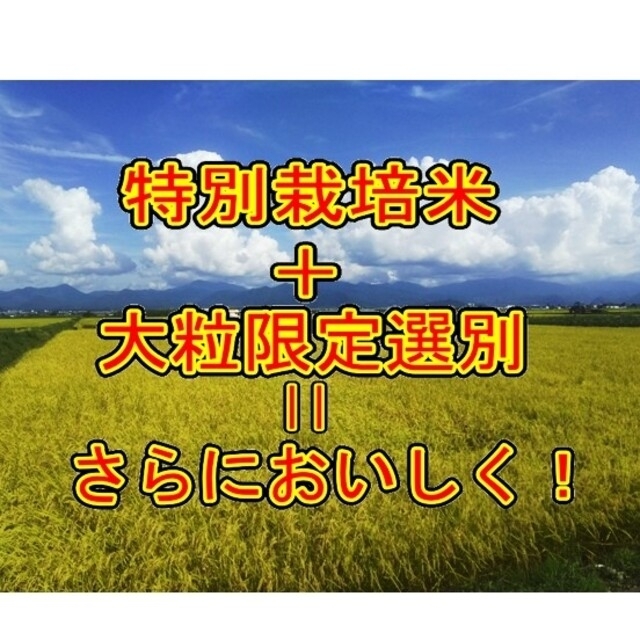 専用１５k令和三年産米　 山形県産　雪若丸 （特別栽培米＆大粒選別）※ 食品/飲料/酒の食品(米/穀物)の商品写真