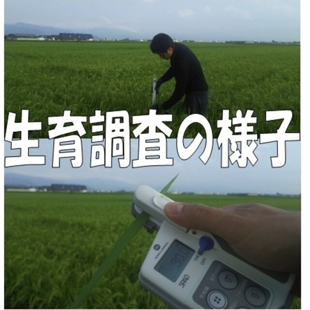 専用１５k令和三年産米　 山形県産　雪若丸 （特別栽培米＆大粒選別）※ 食品/飲料/酒の食品(米/穀物)の商品写真