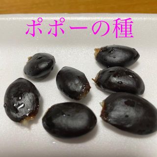 ポポーの種　７粒(フルーツ)