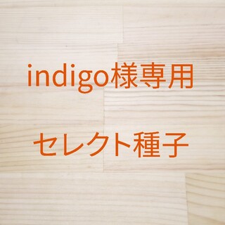 indigo様専用　セレクト種子　2袋(野菜)