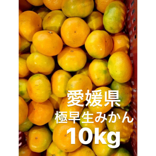 愛媛県産　極早生みかん　柑橘　10kg