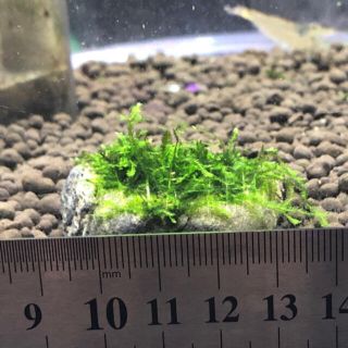 ウィローモスボールの通販 By よっちねこ S Shop ラクマ ウィローモスボールの通販 By よっちねこ S Shop ラクマ