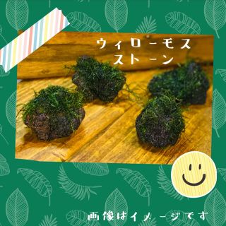 ウィローモス ストーン 水草 浮草 1個(アクアリウム)