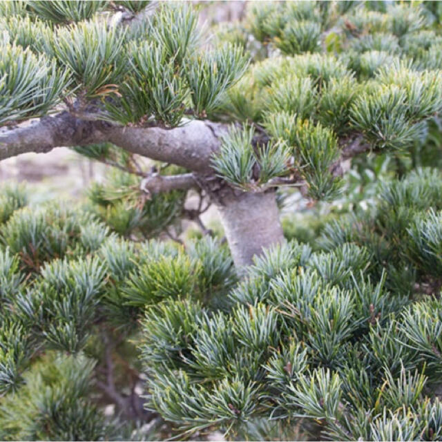 四国五葉松(赤石五葉松・石鎚五葉松)種　１０粒　植木　植木鉢　盆栽　盆栽鉢 ハンドメイドのフラワー/ガーデン(プランター)の商品写真