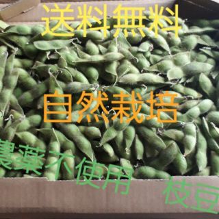 【送料無料】化学肥料・農薬不使用(自然栽培)　黒枝豆　約600g(野菜)